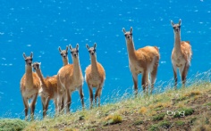 Guanacos1920x12009-27-2011 12_51_13 PM Bing Desktop